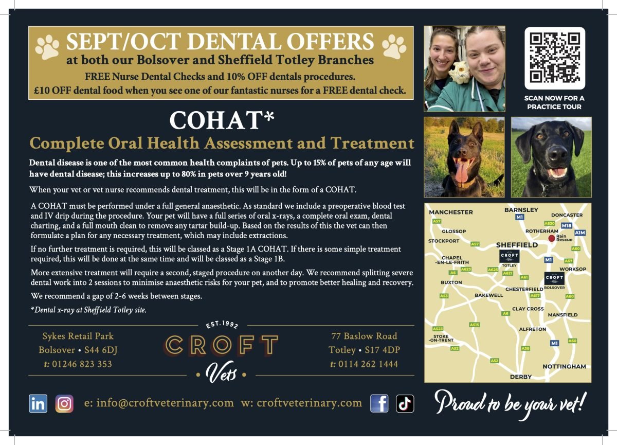 Dental COHAT A4 landsc advert SEPT 2025HR